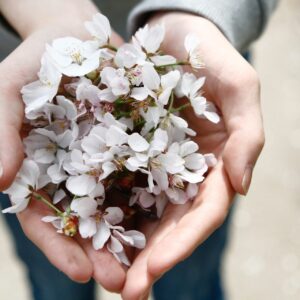 MDPG - Donate - Picture